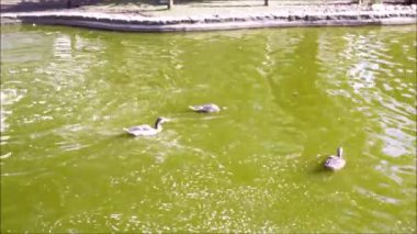 Ördek yüzmek ve park su birikintisi içinde dalış