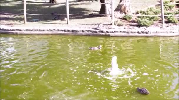 Patos nadam e mergulham na lagoa do parque — Vídeo de Stock