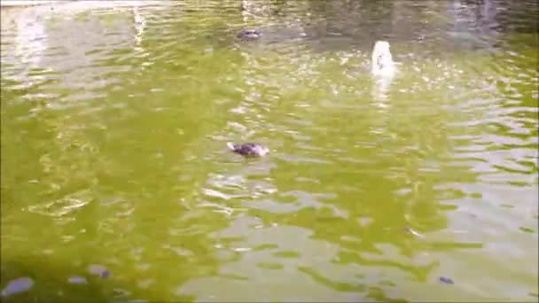 Kachny plavat a potápět v parku rybník — Stock video