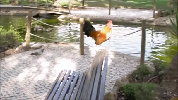 Bright rooster on a bench — Stock Video