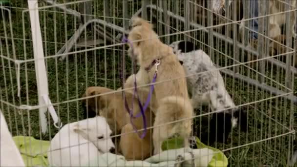 Exposición de perros en Lisboa, Portugal — Vídeo de stock