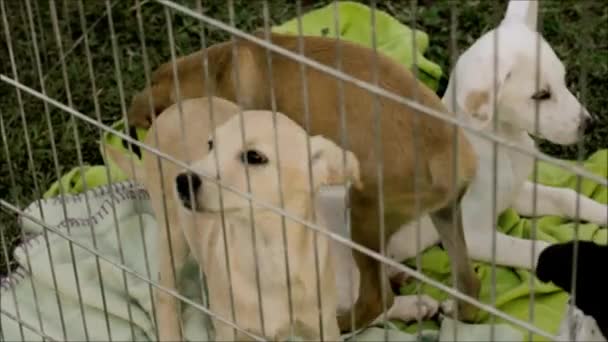Espetáculo de cães em Lisboa, Portugal — Vídeo de Stock