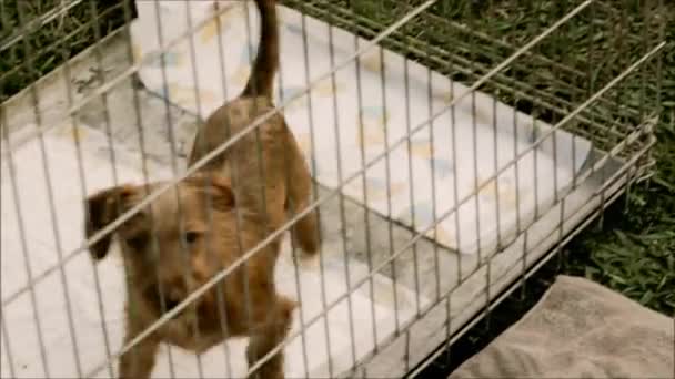 Exposition canine à Lisbonne, Portugal — Video