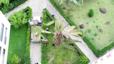 Bir takım bir palmiye ağacı sıyırma erkek