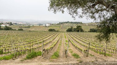 Bir Buda'nın Park, Portekiz harika bir yapıya 