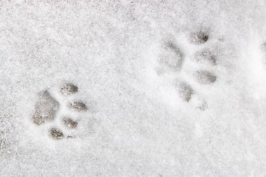 iki kedi ayak izleri karda