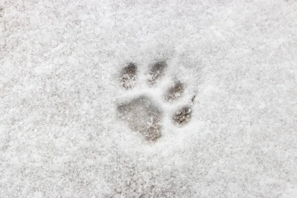 kedi ayak izi kar yakın çekim