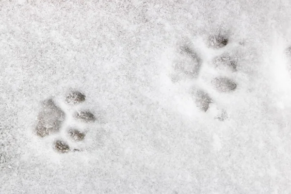 Deux empreintes de pas félins dans la neige — Photo