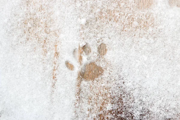 cat footprints in the snow on a wooden background