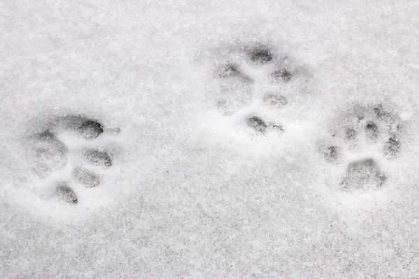 three cat footprints in the snow