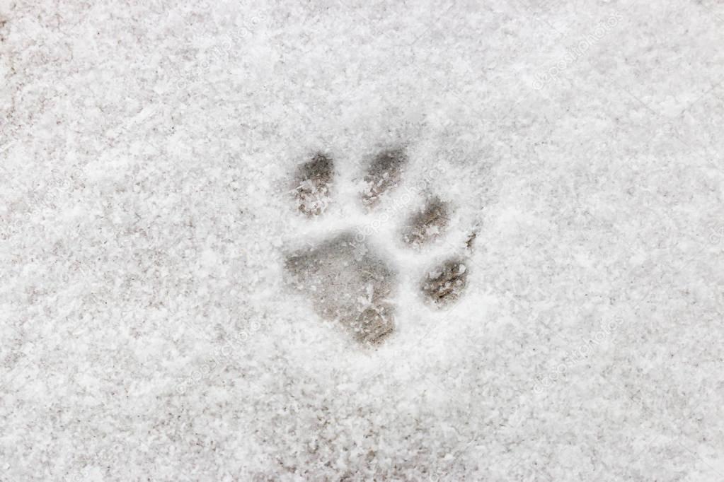 cat footprint on snow close-up