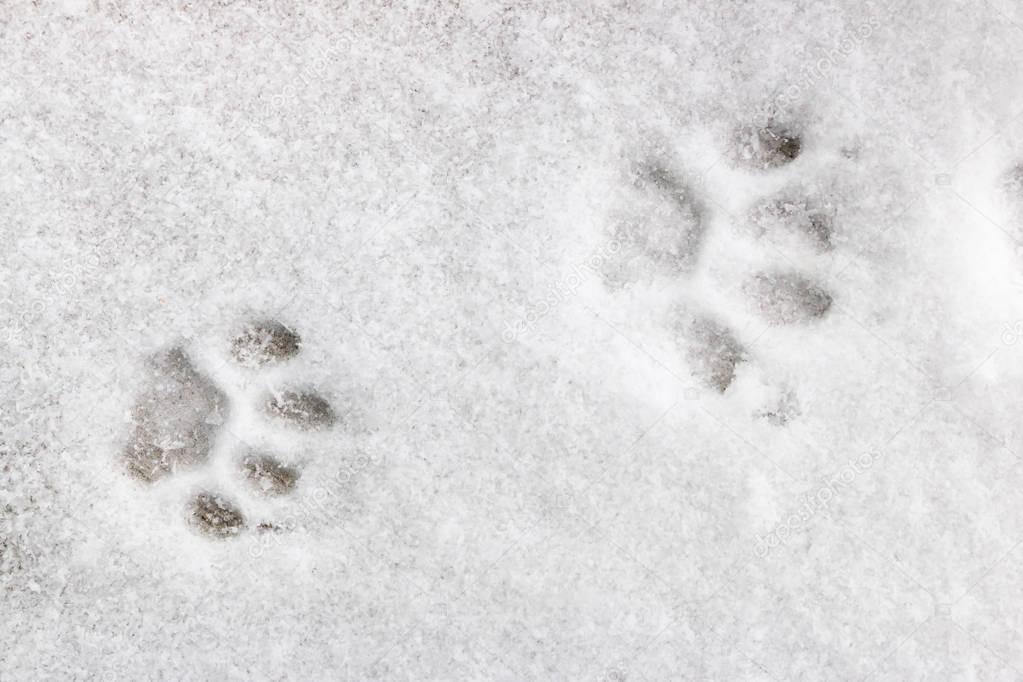 two feline footprints in the snow