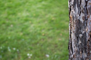 arkaplan olarak ağaç kabuğu