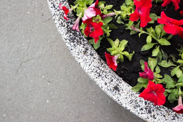 Flowerbed with red flowers. Top view — Stock Photo, Image