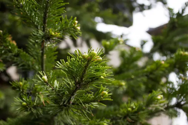 Grüne Fichtenzweige im Garten — Stockfoto