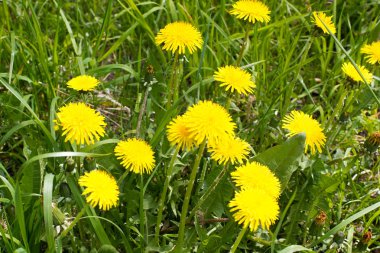 Çayır dandelions Sarı çiçekli