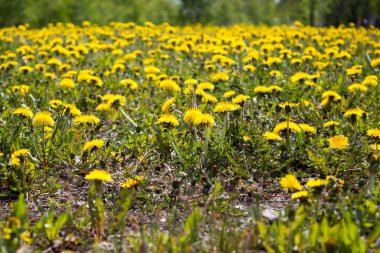 Çayır dandelions Sarı çiçekli