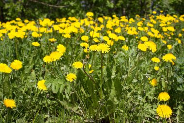 Çayır dandelions Sarı çiçekli