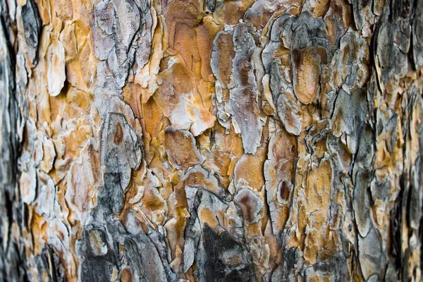 Кора дерева як фон — стокове фото