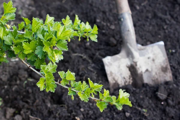 Schop graven. Behandeling van de bodem. — Stockfoto