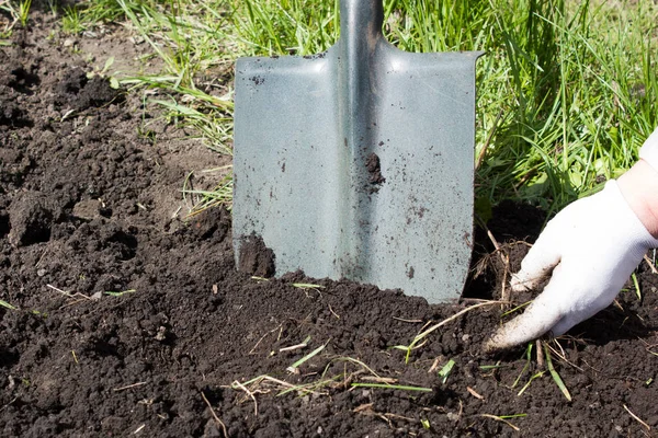 Shovel digging. Treatment of the soil. — Stock Photo, Image