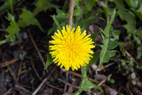 Fleur de pissenlit jaune — Photo