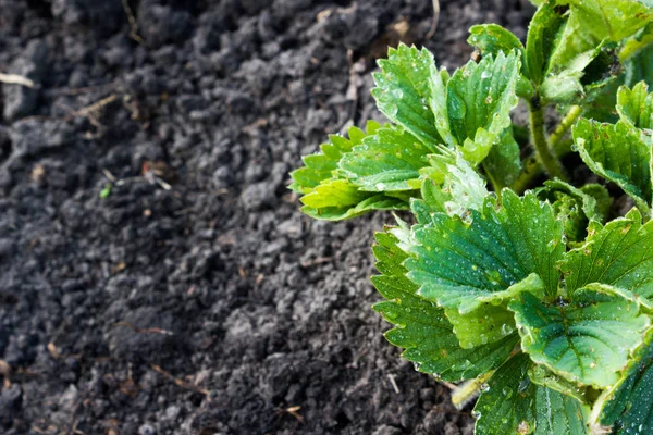 Yabani çilek yere bırakır