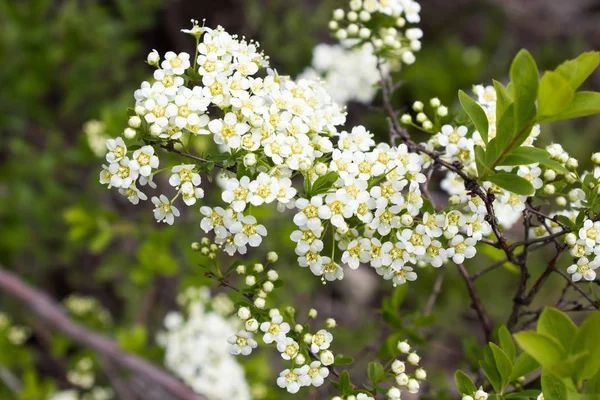 Ramo di sambuco con piccoli fiori bianchi — Foto Stock