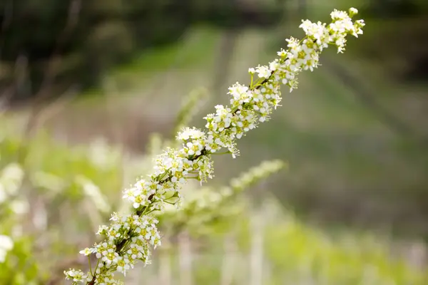 长莓的枝与小白花 — 图库照片