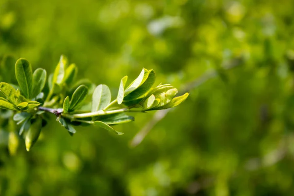 Bush verde in un giorno di primavera — Foto Stock