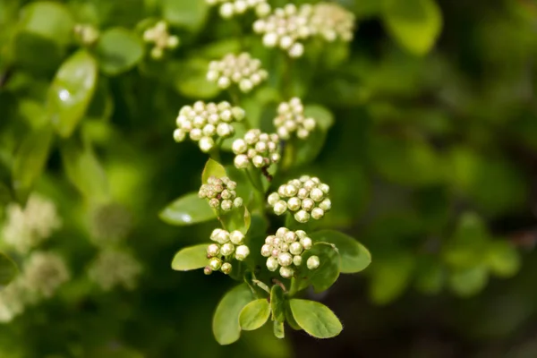 Tak van Vlierbes met kleine witte bloemen — Stockfoto