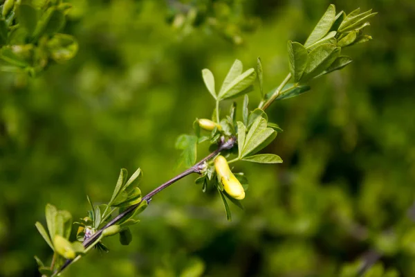 Green Bush on a spring day — Stock Photo, Image