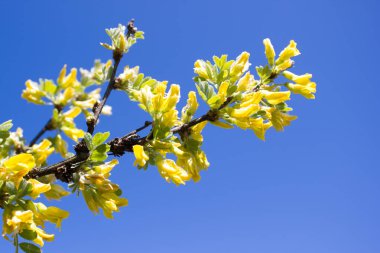 Şu yeni gelişen bir akasya dalı