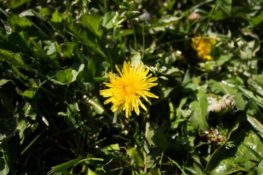 Çiçek sarı karahindiba bahçede