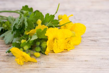 Ahşap bir masa kırlangıçotu çiçek