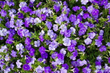 Yapraklar mor petunyaların. Üstten görünüm.