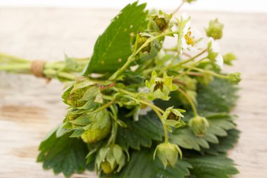 Çilek çiçekler ve yeşil çilek dalı