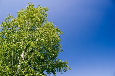 Yeşil arka plan mavi gökyüzü üzerinde huş
