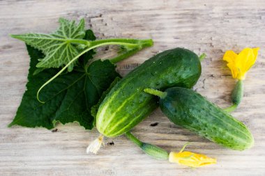 Salatalık, yaprak ve çiçek 