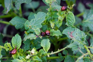 Patates yapraklı Colorado böceği.