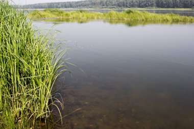 Çim suda bir görünümünü