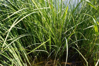 Çim suda bir görünümünü