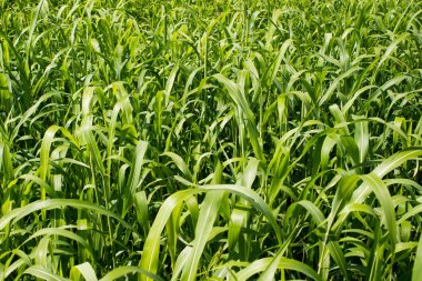 Sıcak bir gün sahada Mısır