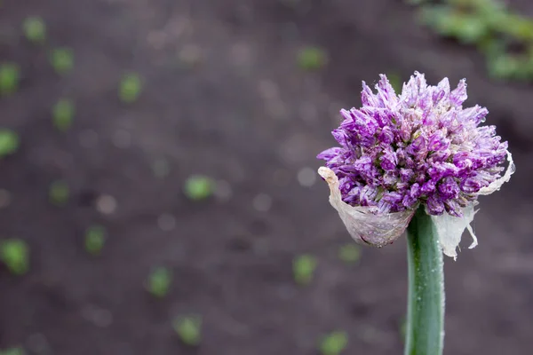 紫砂花盆大蒜 — 图库照片