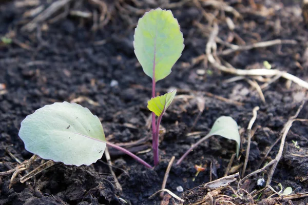 The seedlings of red cabbage growing in the garden — Stock Photo, Image