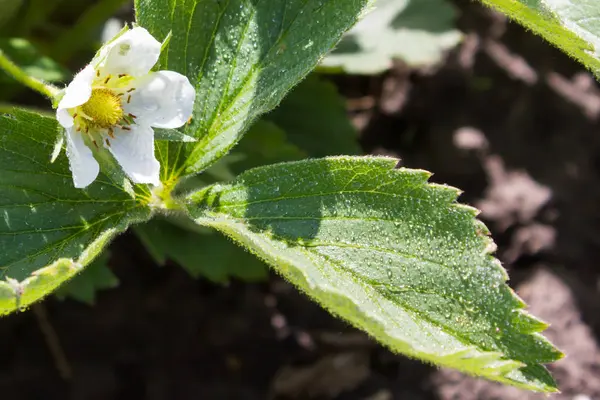 Fioriture di fragole selvatiche in giardino — Foto Stock