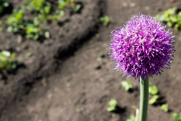 紫砂花盆大蒜 — 图库照片