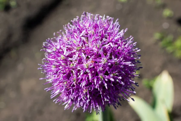 Lila Blütenknoblauch — Stockfoto