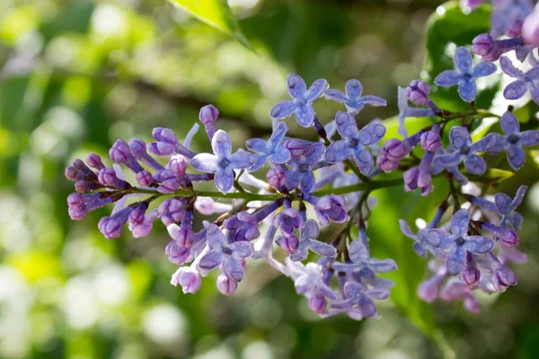 Tak van een bloeiende lilacbranch van een bloeiende lila — Stockfoto