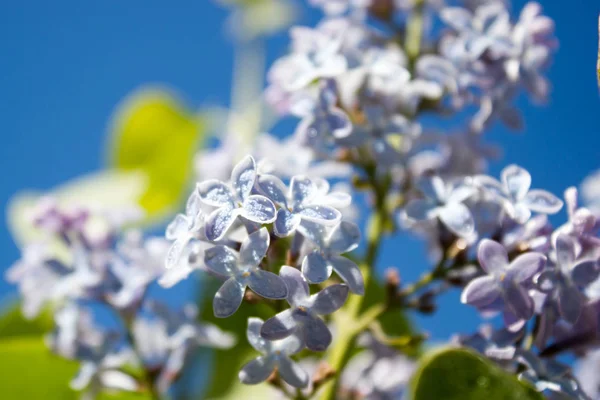 Tak van een bloeiende lilacbranch van een bloeiende lila — Stockfoto